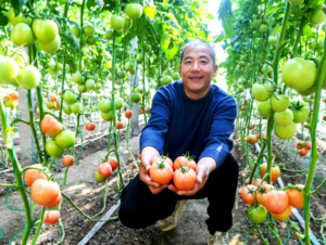 "چین کے آبائی شہر سبزیوں" شوگوانگ میں زرعی ٹیکنالوجیز ٹماٹر کے پودے لگانے میں معاون ہیں۔