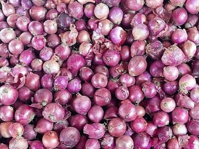 Onion
