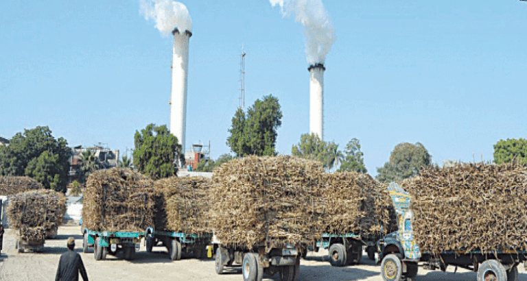 Sugarcane