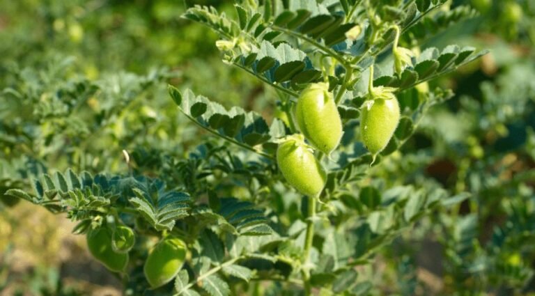 Chickpea