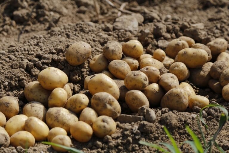 Potato