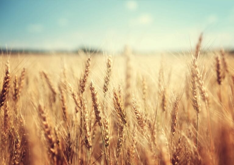 Wheat