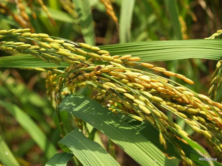 Rice