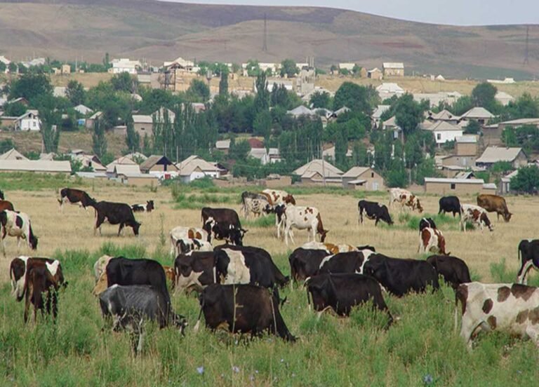 Livestock