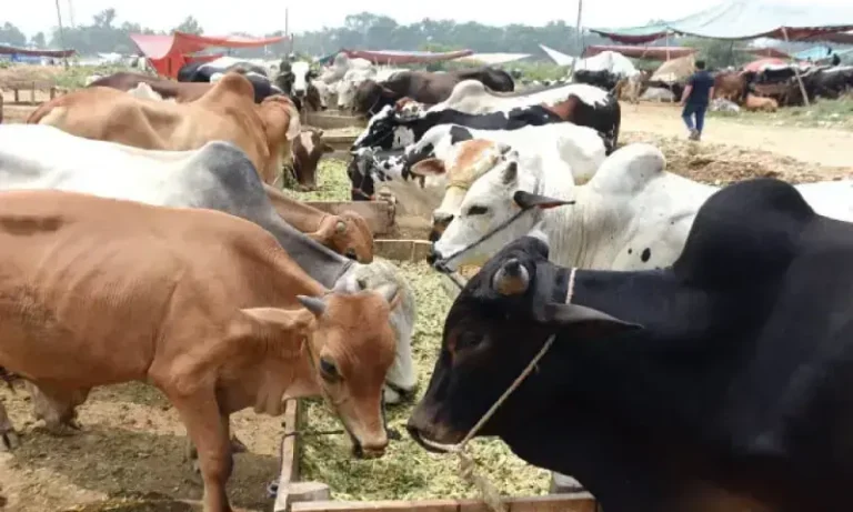 پنجاب کا لائیو سٹاک برآمدات 4 ارب ڈالر سے بڑھانے کا منصوبہ، 149.9 ارب روپے کی سرمایہ کاری کی جائے گی