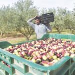 پاکستان میں زیتون کی کاشت 60 اضلاع تک پھیل گئی، 12 ہزار کسان منسلک