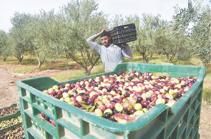 پاکستان میں زیتون کی کاشت 60 اضلاع تک پھیل گئی، 12 ہزار کسان منسلک