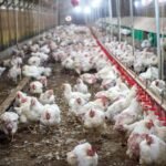 پنجاب میں پولٹری شعبے میں اینٹی بائیوٹک مزاحمت کے خلاف اقدامات تیز