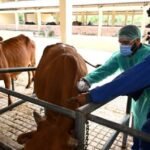 چین کی ویکسین معاونت سے پاکستان میں مویشیوں کی بیماریوں پر قابو پانے کی کوششوں کو تقویت