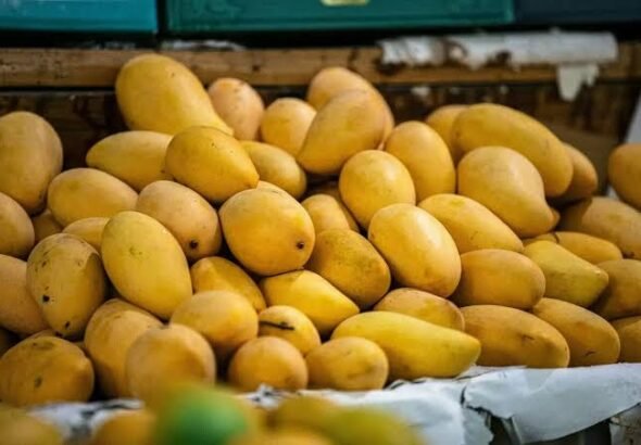 پاکستان کی 49 ممالک کو آموں کی برآمدات 10 کروڑ 70 لاکھ ڈالر سے تجاوز کر گئیں